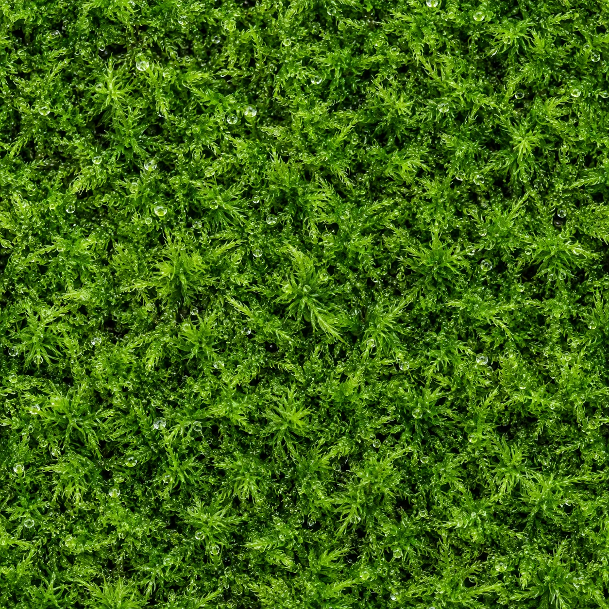 Feine Tautropfen auf frischem grünem Moos